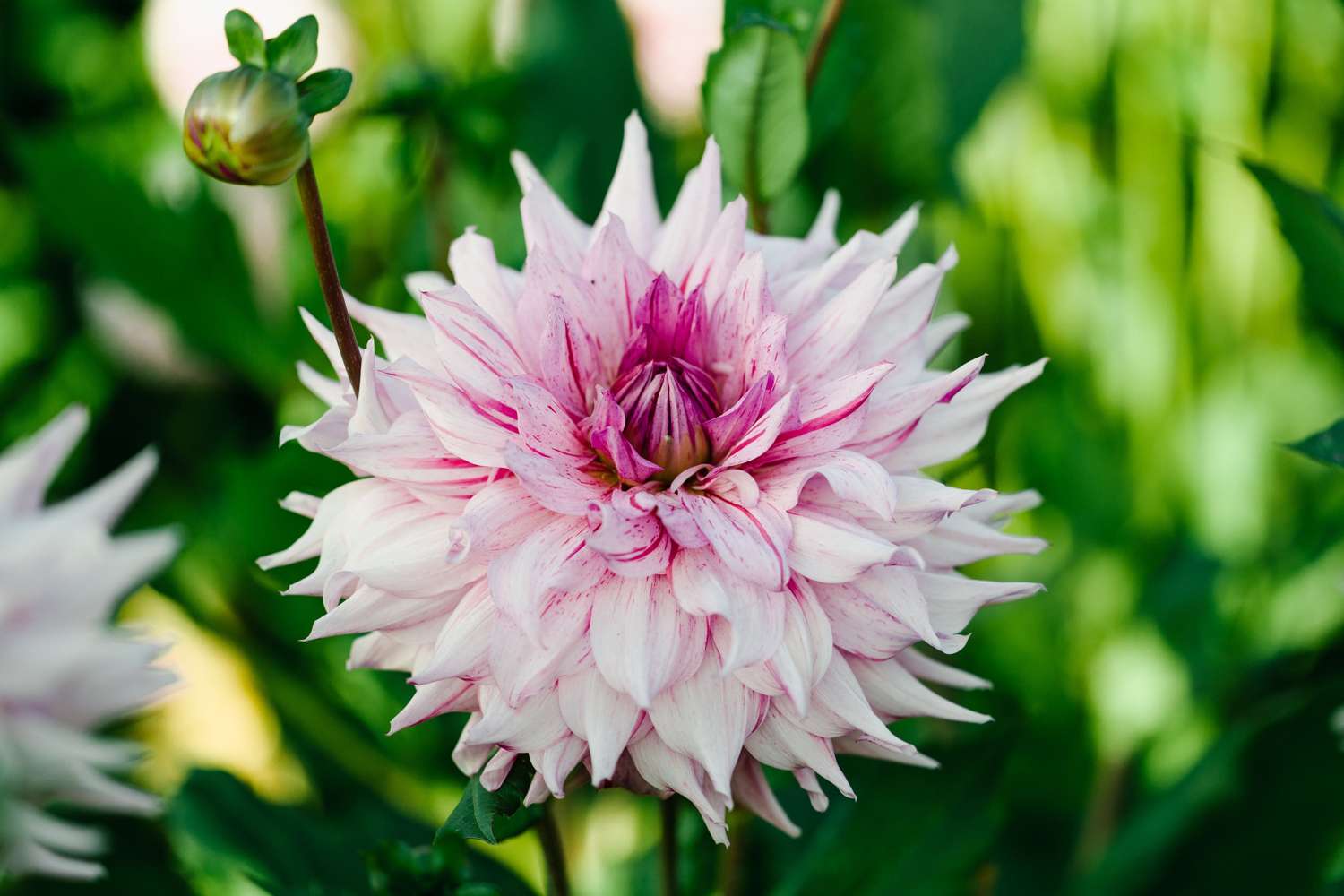 Dahlie 'American Dream'